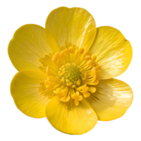 Top view, Buttercup flower. against the transparent background png