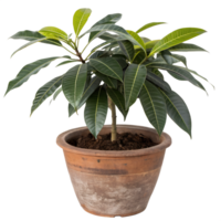 A small Mango tree with large, glossy, dark green leaves, set in a rustic terracotta pot png