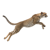 A cheetah in mid-sprint, legs fully extended in a bounding leap, showcasing its sleek body and spotted coat isolated on a transparent background png