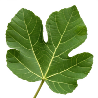 A fig leaf with distinct shape, isolated on a transparent background png