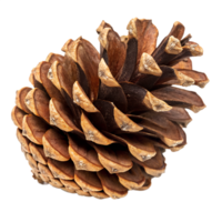 A fully opened pinecone showing intricate scales. isolated on a transparent background png