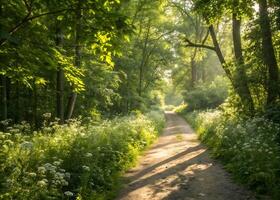 forest. A forest path in summer, illuminated by warm sunlight that breaks through the dense foliage of trees. photo