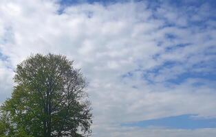 tree. A picturesque view of treetops stretching towards the blue spring sky. Conveys spring lightness and natural harmony photo