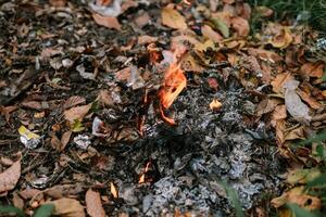Autumn Leaves and Debris Burning with Fiery Flames in the Woods photo