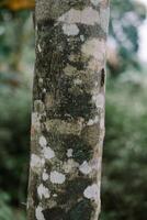 Mottled Tree Trunk Texture with Lichen in a Lush Green Forest photo