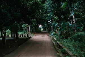 Lush Jungle Path Leading Through a Tunnel of Verdant Trees photo