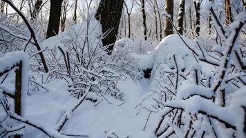 A snowy forest with trees and bushes photo