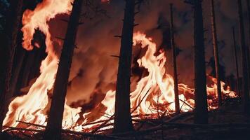 A forest fire is burning in the woods photo