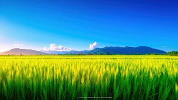 A green field with mountains in the background photo