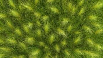 Lush green grass texture background with dense foliage concept in nature photo