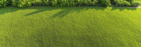 Lush green lawn with dense foliage and long shadows in bright sunlight photo