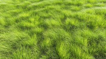 Lush green grass field with fresh growth symbolizing nature and tranquility photo