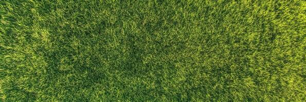 Lush green grass texture in vibrant sunlight captured from above photo