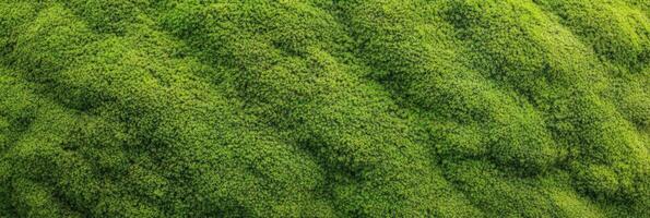 Vibrant green moss texture with dense and lush natural pattern photo