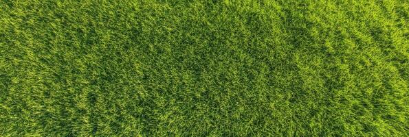 Lush green grass field top view depicting natural texture and vibrant growth photo