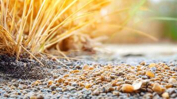 Dry Grass And Seeds On Sunlit Ground. Nature'S Cycle Of Growth And Decay photo