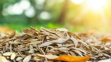 Pile Of Dry Leaves On Forest Floor With Sunlight. Nature'S Cycle Of Decay And Renewal photo
