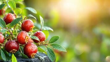 Red Berries With Dewdrops On Green Leaves In Sunlight. Freshness And Natural Beauty In A Garden Setting photo