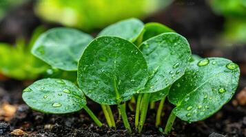Young Spinach Leaves With Dew Drops In Garden Soil. Freshness And Growth In Organic Farming photo