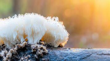 White Fungi With Dew On A Log In A Sunlit Forest. Nature'S Delicate Beauty Captured In Morning Light photo