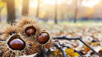 Chestnuts In Spiky Husks On Forest Floor During Autumn. Nature'S Seasonal Bounty photo