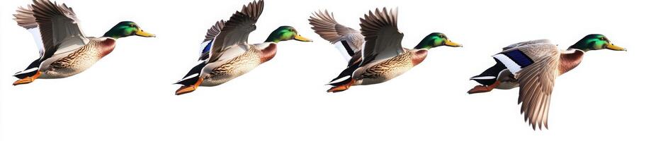 4 images of mallard ducks flying in different poses, white background photo