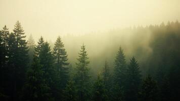 A forest with trees and fog in the background photo