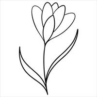 spring crocus flower in continuous line art drawing style illustrating elegant floral bloom early spring nature beauty and minimal botanical decorative artwork vector