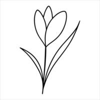 spring crocus flower illustrated in continuous line art drawing featuring botanical elegance seasonal bloom concept and delicate spring flower artistic design vector