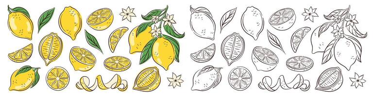 lemon set for coloring book in line art style. Collection of citrus icon, whole and slice isolated on a white background. For web, print, product design, logo, package, cafe menu. vector
