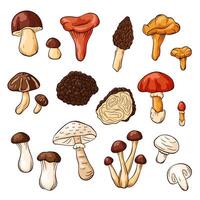 Collection of edible mushroom in cartoon style isolated on white background. Ideal for food forest nature design, cooking, menu, recipe, botanical and culinary project. vector