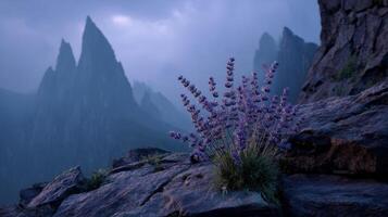 Lavender flowers in a rocky mountain landscape during twilight, serene wilderness photo