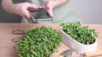 Gardener taking pictures of micro greens with smartphone video