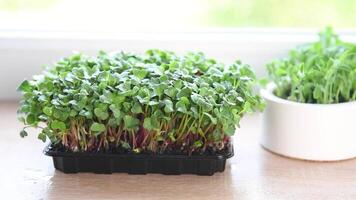 Gardener watering fresh micro green on windowsill video