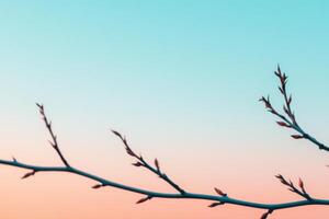 Delicate Branch in SunriseSunset Hues A Springtime Embrace of Nature's Beauty photo