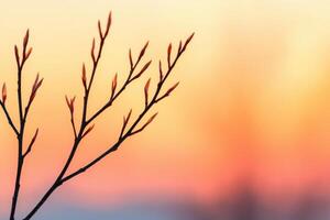 Sunrise Awakening of Nature's New Beginnings photo