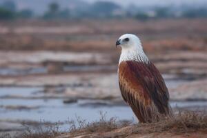 Majestic Red and White Eagle in a Scenic Landscape photo