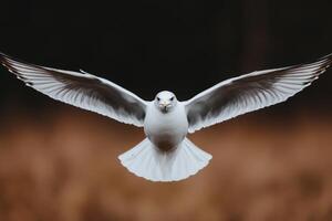 Majestic Seagull in Flight A Stunning Aerial View photo