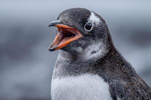 of a Gentoo Penguin with Open Beak photo