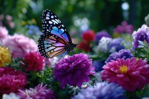 A Colorful Butterfly on a Vibrant Garden of Flowers photo