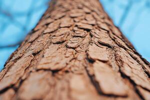 View of Intricate Tree Bark Texture photo