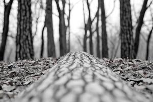 Fallen Log in a Peaceful Forest A Black and White Nature Photography photo
