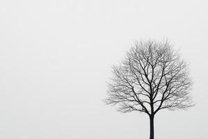 Lonely Bare Tree Against a Pale Sky photo