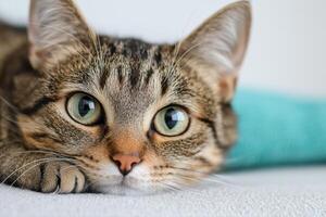 of a Curious Tabby Cat photo