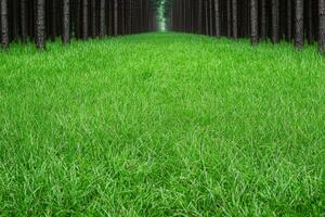 Serene Pine Forest Pathway with Lush Green Grass photo