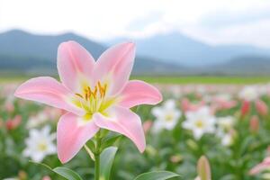 Delicate Pink Lily in a Field of Flowers photo