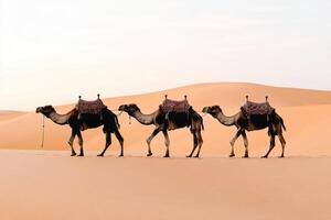 Majestic Camels Crossing the Golden Desert photo
