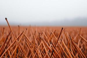 Dried Sticks in a Field A View of Nature's Beauty photo
