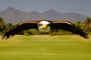 Majestic Eagle in Flight over Lush Landscape photo