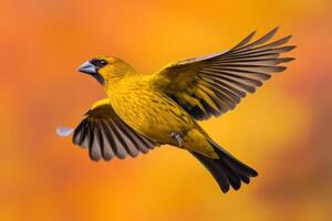 Golden Bird in Flight Against a Sunset Sky photo